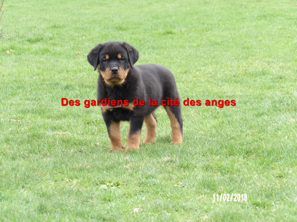 chiot Rottweiler des Gardiens De La Cité Des Anges