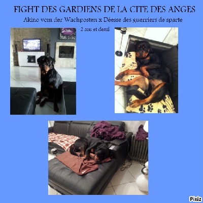 des Gardiens De La Cité Des Anges - Des nouvelles de Fight