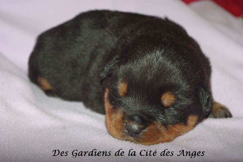 des Gardiens De La Cité Des Anges - Rottweiler - Portée née le 16/01/2014