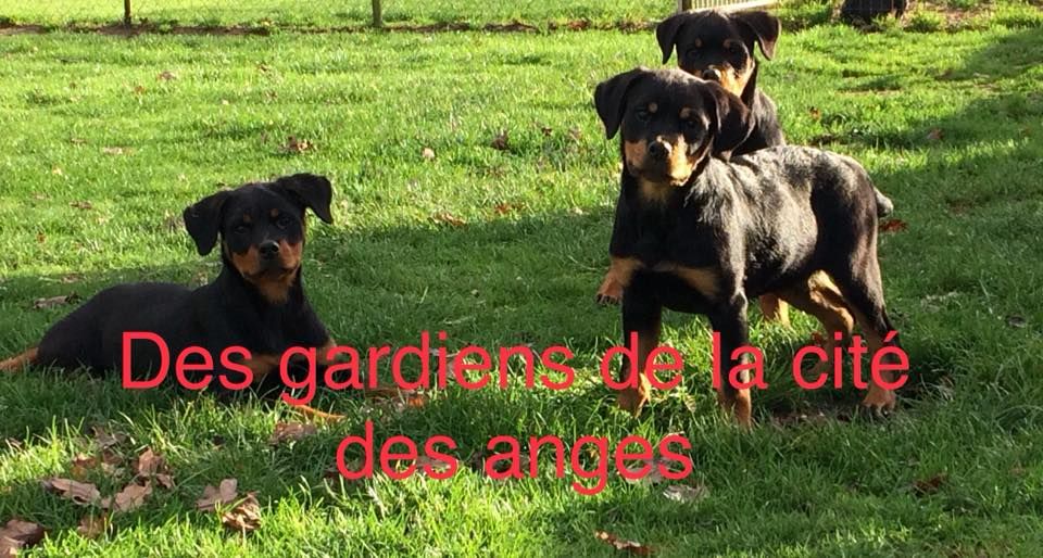 des Gardiens De La Cité Des Anges - Rottweiler - Portée née le 13/08/2018