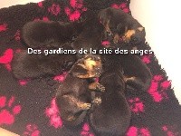 Ouna des gardiens de la cité des anges