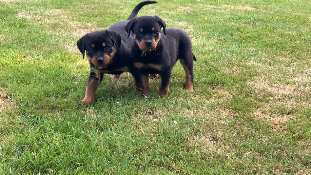 chiot Rottweiler des Gardiens De La Cité Des Anges