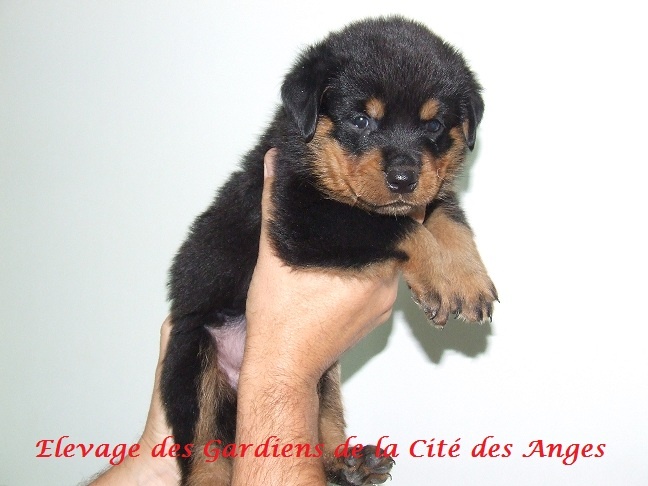 des Gardiens De La Cité Des Anges - Rottweiler - Portée née le 11/08/2012