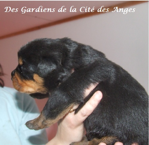 des Gardiens De La Cité Des Anges - Rottweiler - Portée née le 29/03/2013