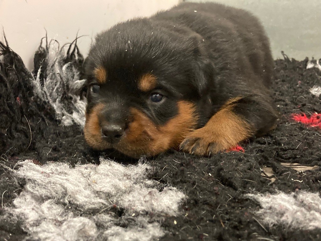 chiot Rottweiler des Gardiens De La Cité Des Anges