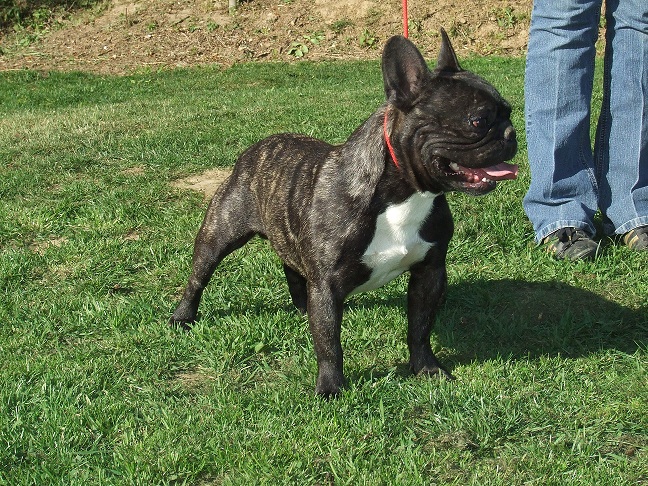 Elliot du compagnon fidele