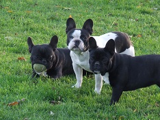 Mes bouboules d'amour