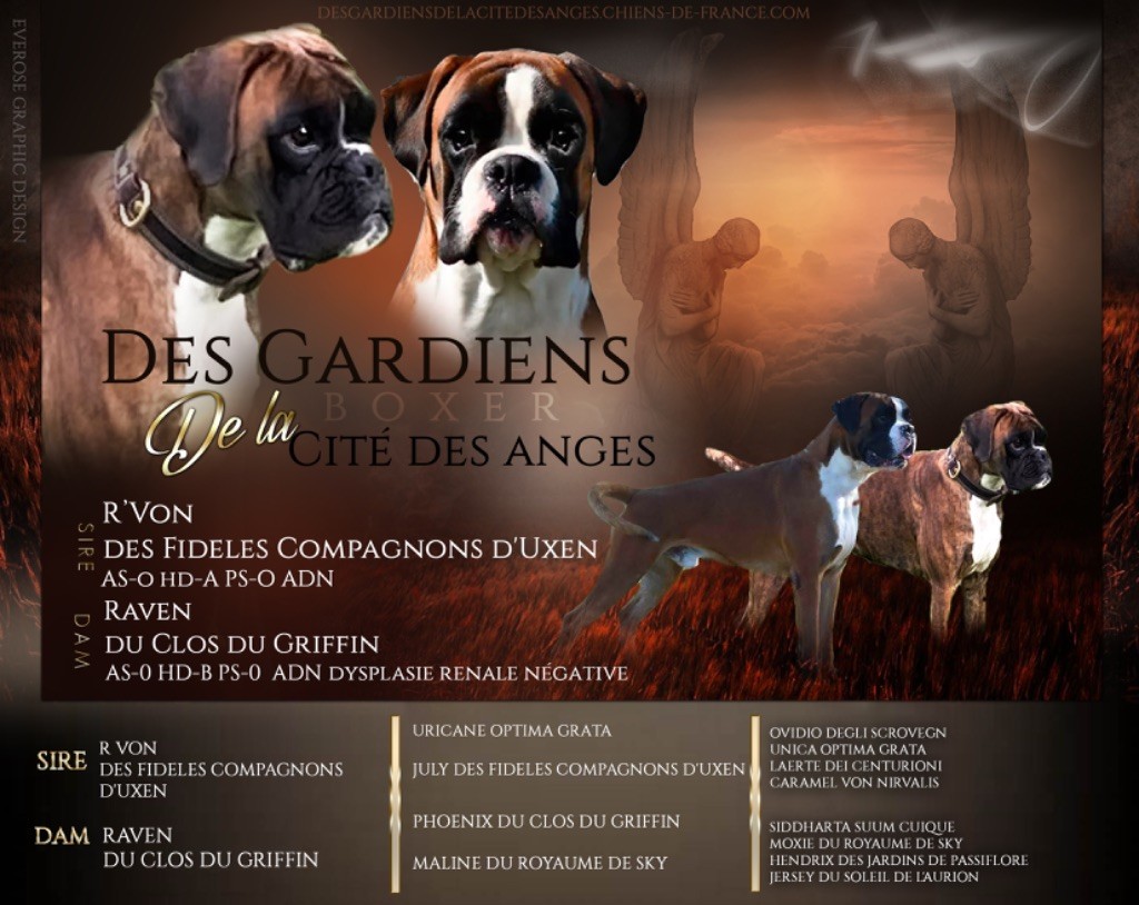 des Gardiens De La Cité Des Anges - Boxer - Portée née le 30/01/2023