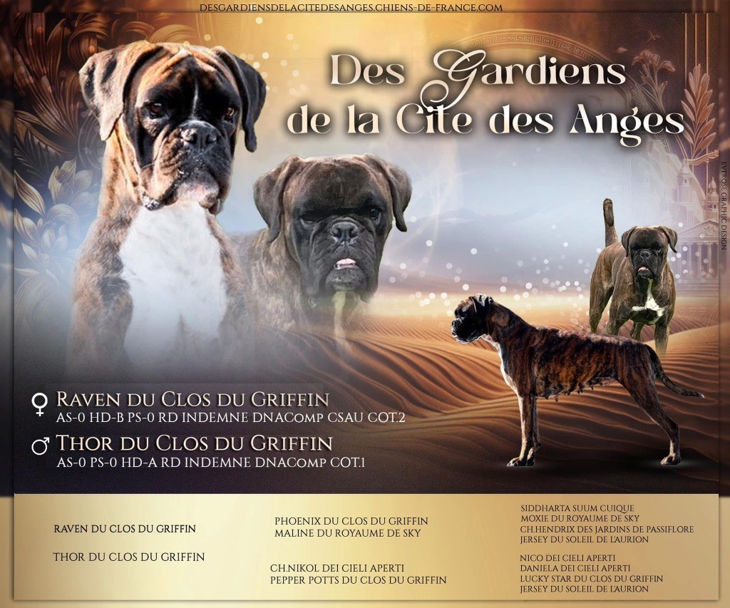 des Gardiens De La Cité Des Anges - Boxer - Portée née le 18/02/2025