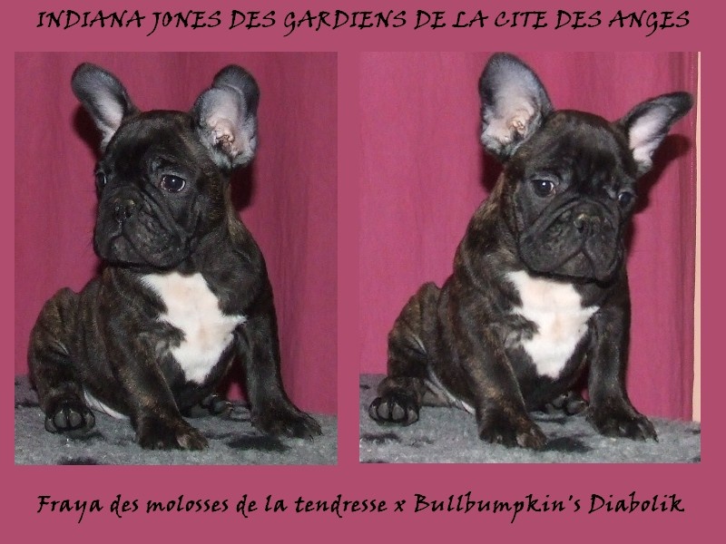 des Gardiens De La Cité Des Anges - Bouledogue français - Portée née le 09/09/2013