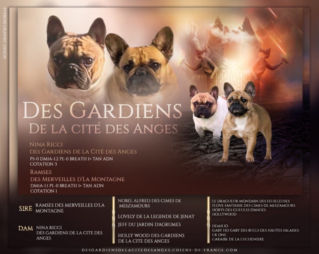 des Gardiens De La Cité Des Anges - Bouledogue français - Portée née le 28/12/2022