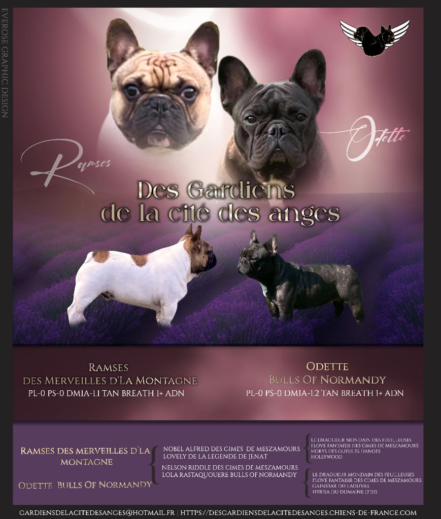 des Gardiens De La Cité Des Anges - Bouledogue français - Portée née le 30/04/2023