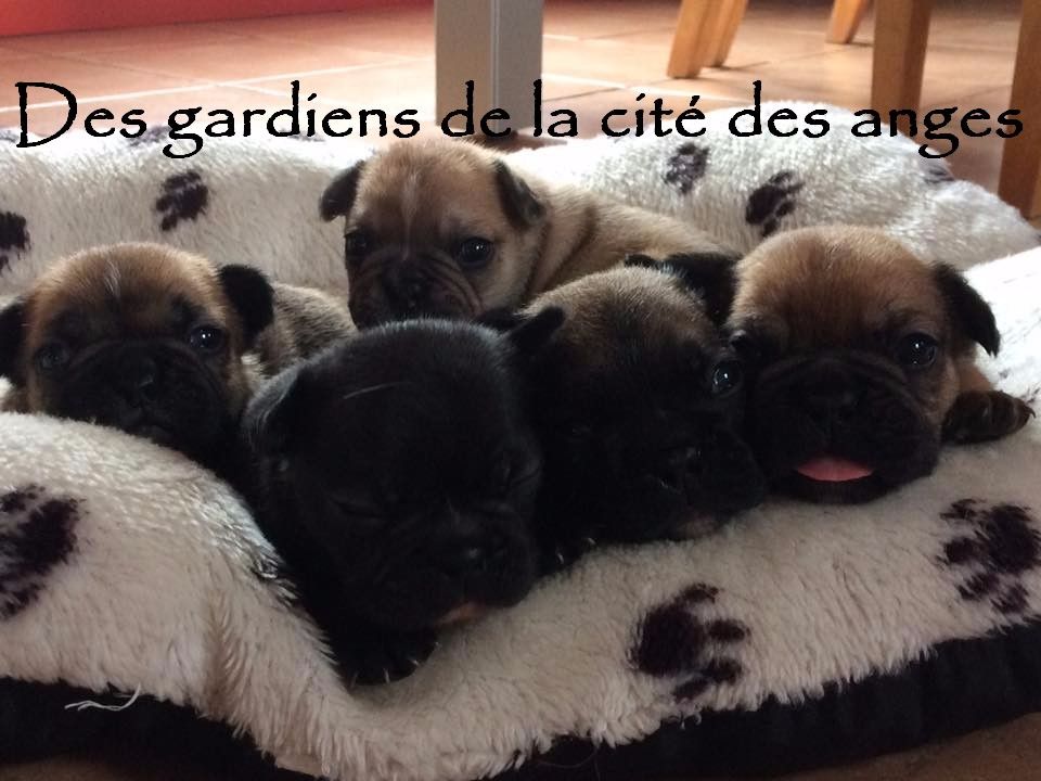 des Gardiens De La Cité Des Anges - Bouledogue français - Portée née le 19/09/2017